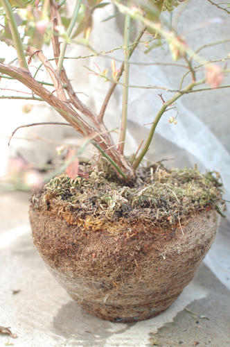 ベランダ菜園 