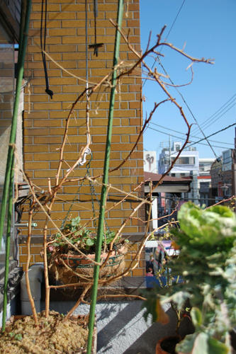 ベランダ菜園 