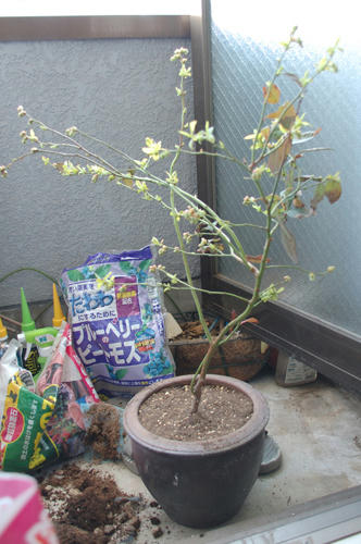 ベランダ菜園 