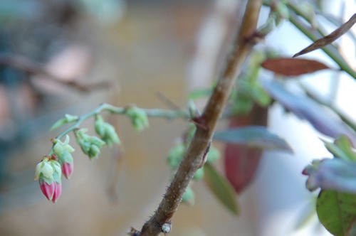 ベランダ菜園 