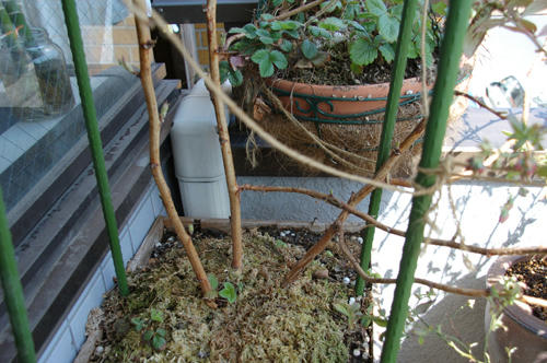 ベランダ菜園 