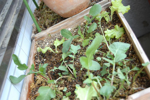 ベランダ菜園 
