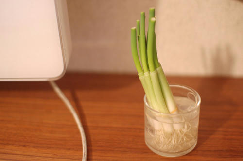 ベランダ菜園 