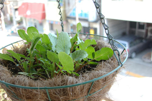 ベランダ菜園 
