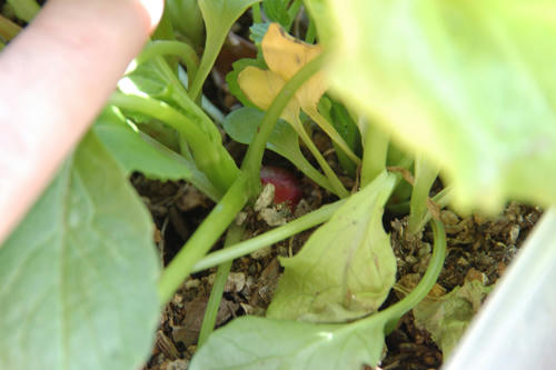 ベランダ菜園 