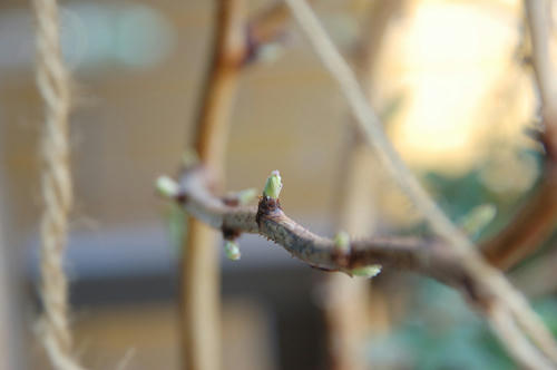 ベランダ菜園 