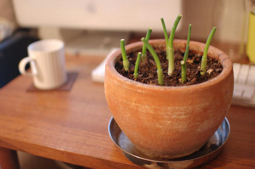 ベランダ菜園 
