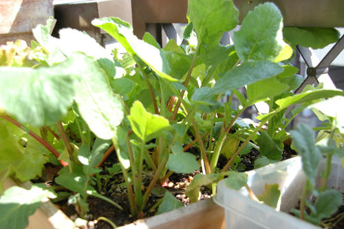 ベランダ菜園 