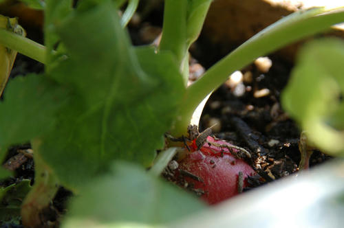 ベランダ菜園 