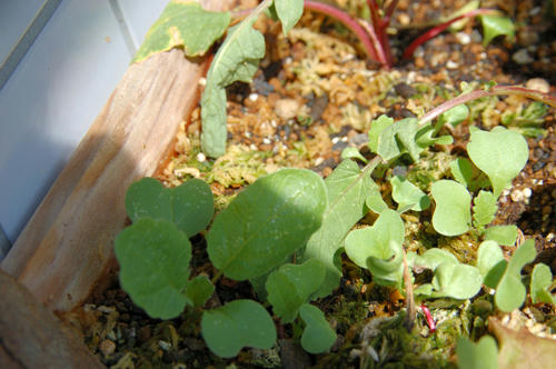 ベランダ菜園 