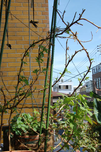 ベランダ菜園 