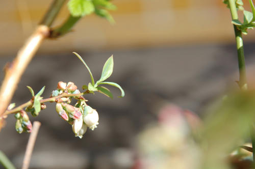 ベランダ菜園 