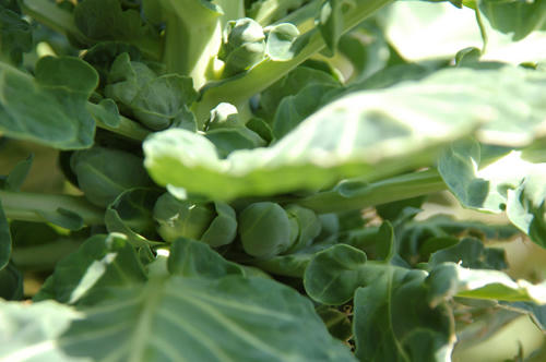ベランダ菜園 