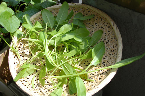 ベランダ菜園 