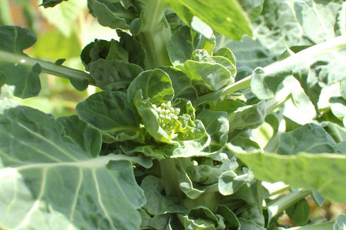 ベランダ菜園 