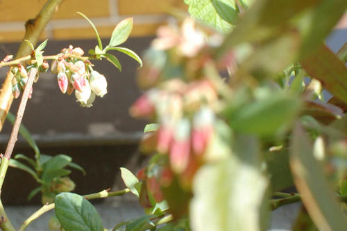 ベランダ菜園 
