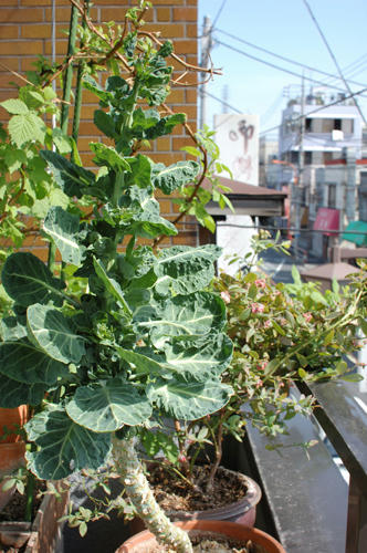 ベランダ菜園 
