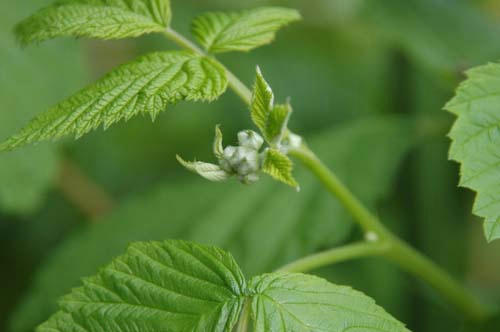 ベランダ菜園 