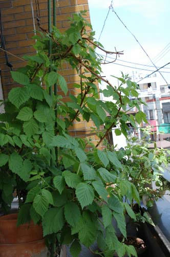 ベランダ菜園 