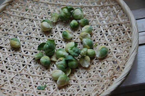 ベランダ菜園 