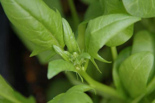 ベランダ菜園 