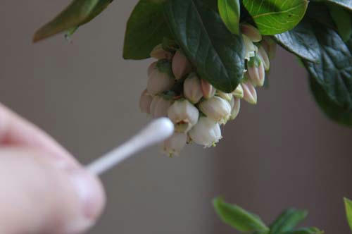 ベランダ菜園 