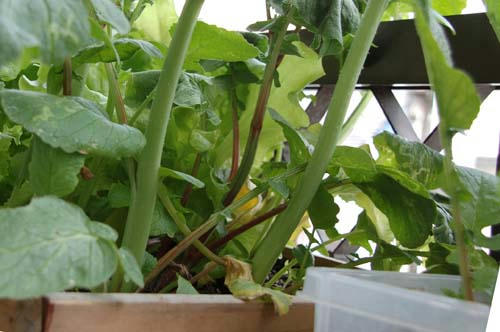 ベランダ菜園 