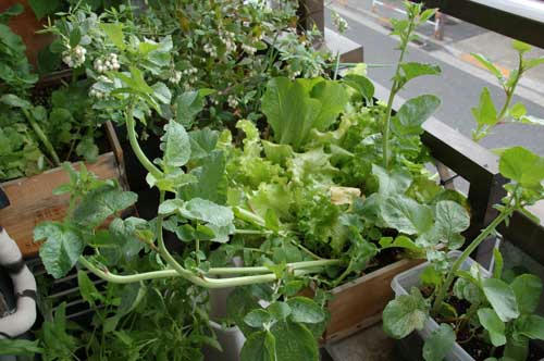 ベランダ菜園 