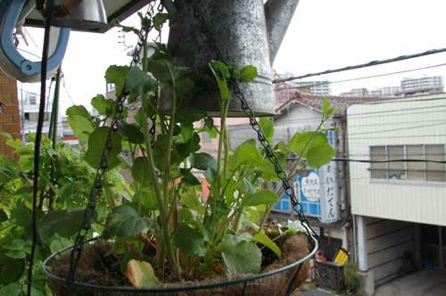 ベランダ菜園 