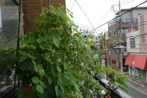 ベランダ菜園 