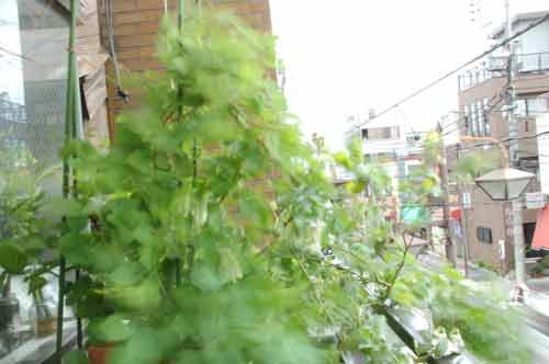 ベランダ菜園 