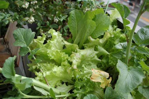 ベランダ菜園 