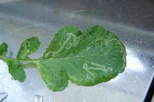 ベランダ菜園 