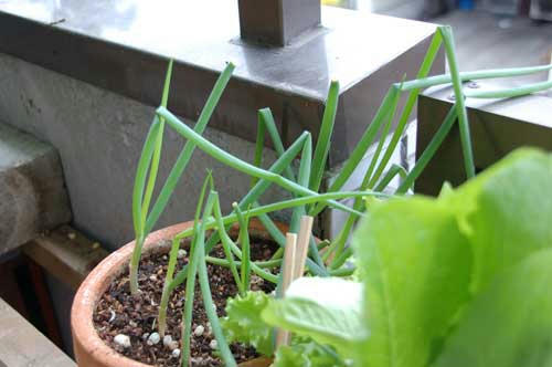 ベランダ菜園 