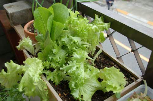 リーフレタス栽培記録08 1 チャッピーのベランダ菜園