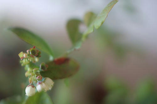 ベランダ菜園 