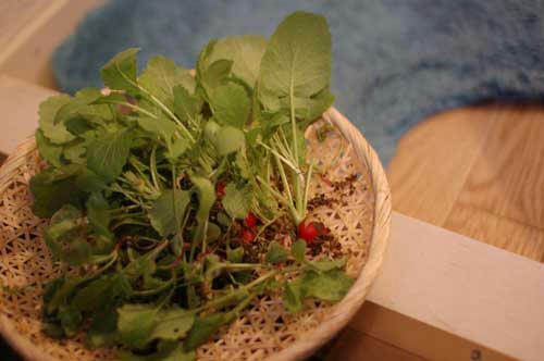 ベランダ菜園 