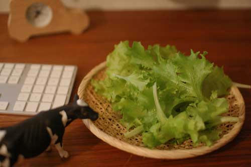 ベランダ菜園 