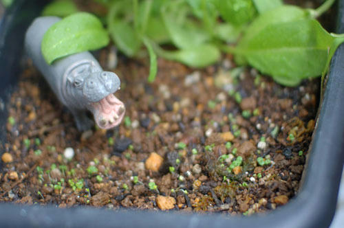 ベランダ菜園 