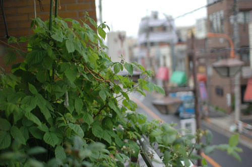 ベランダ菜園 