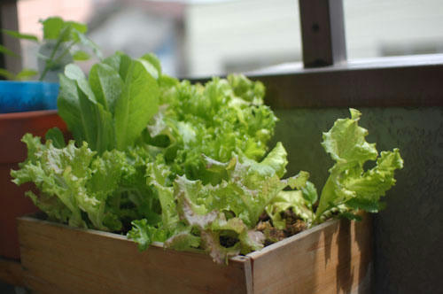ベランダ菜園 