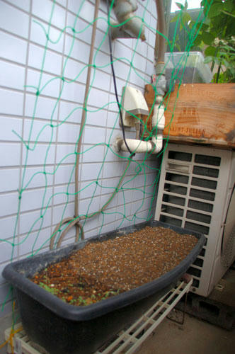 ベランダ菜園 
