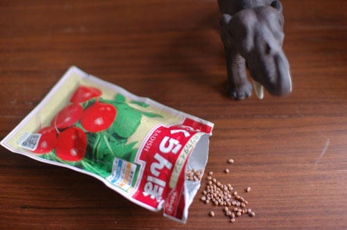 ベランダ菜園 