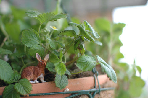 ベランダ菜園 
