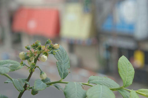 ベランダ菜園 