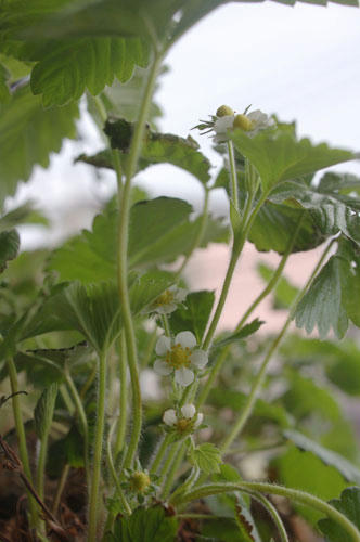 ベランダ菜園 
