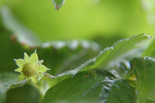 ベランダ菜園 