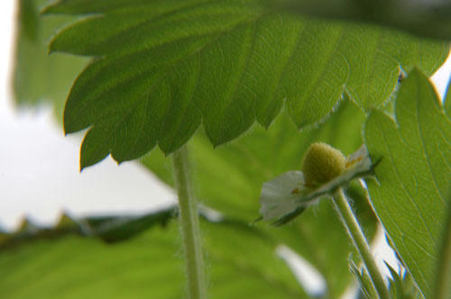 ベランダ菜園 