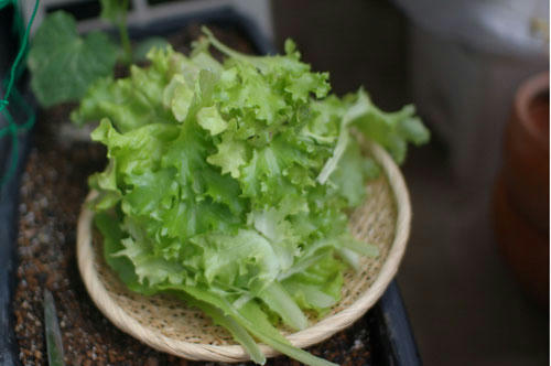 ベランダ菜園 