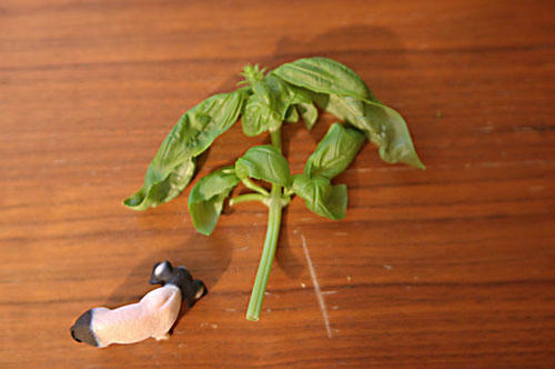 ベランダ菜園 